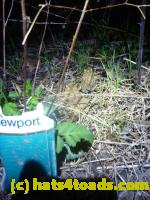 /home//u458753944/public_html/sourcegallery//Roxborough Toad Detour/2013-2019/2013/2013-04-18/P1120194.JPG